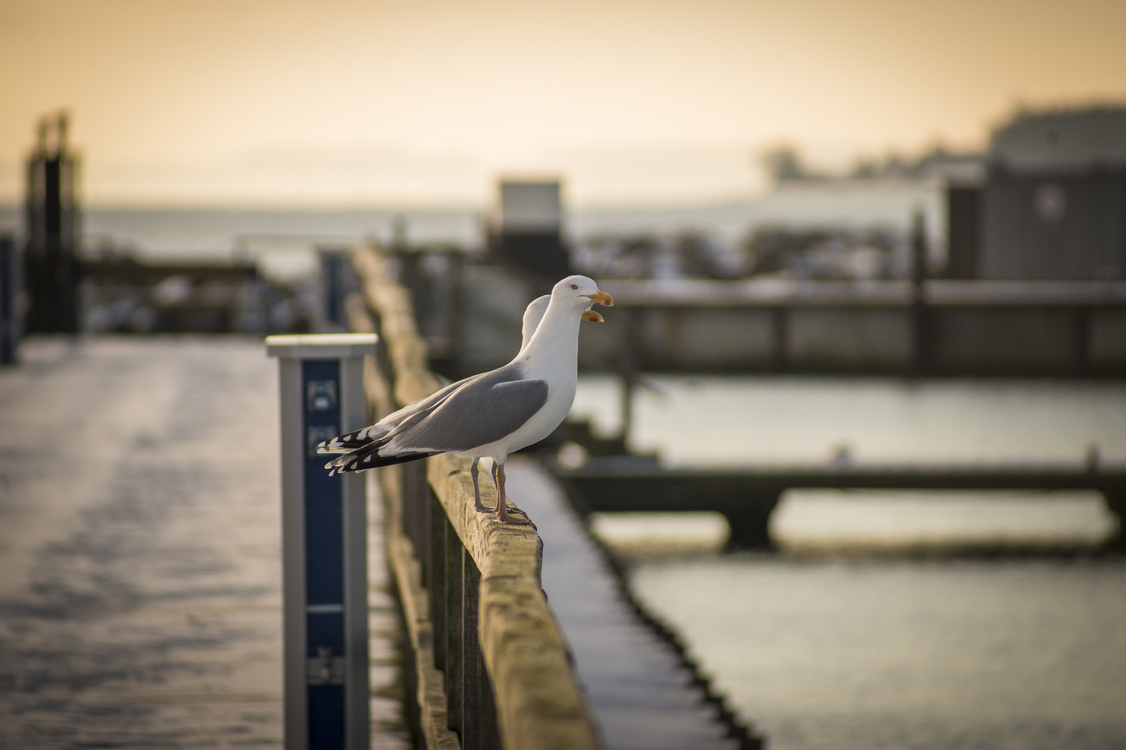 Möwen an der Ostsee