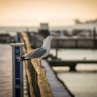 Möwen an der Ostsee