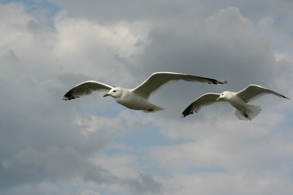 Möwen an der Ostsee