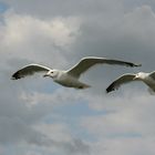 Möwen an der Ostsee