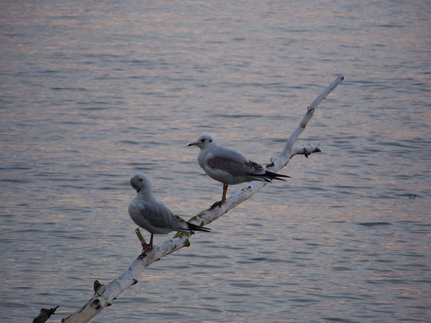 Möwen an der Ostsee