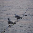 Möwen an der Ostsee