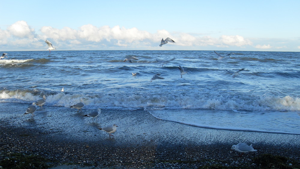 Möwen an der Ostsee