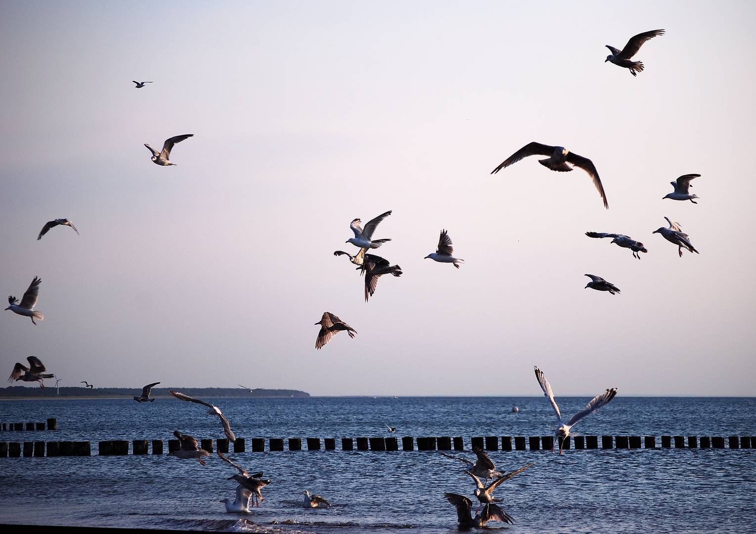 Möwen an der Ostsee - Flug Details