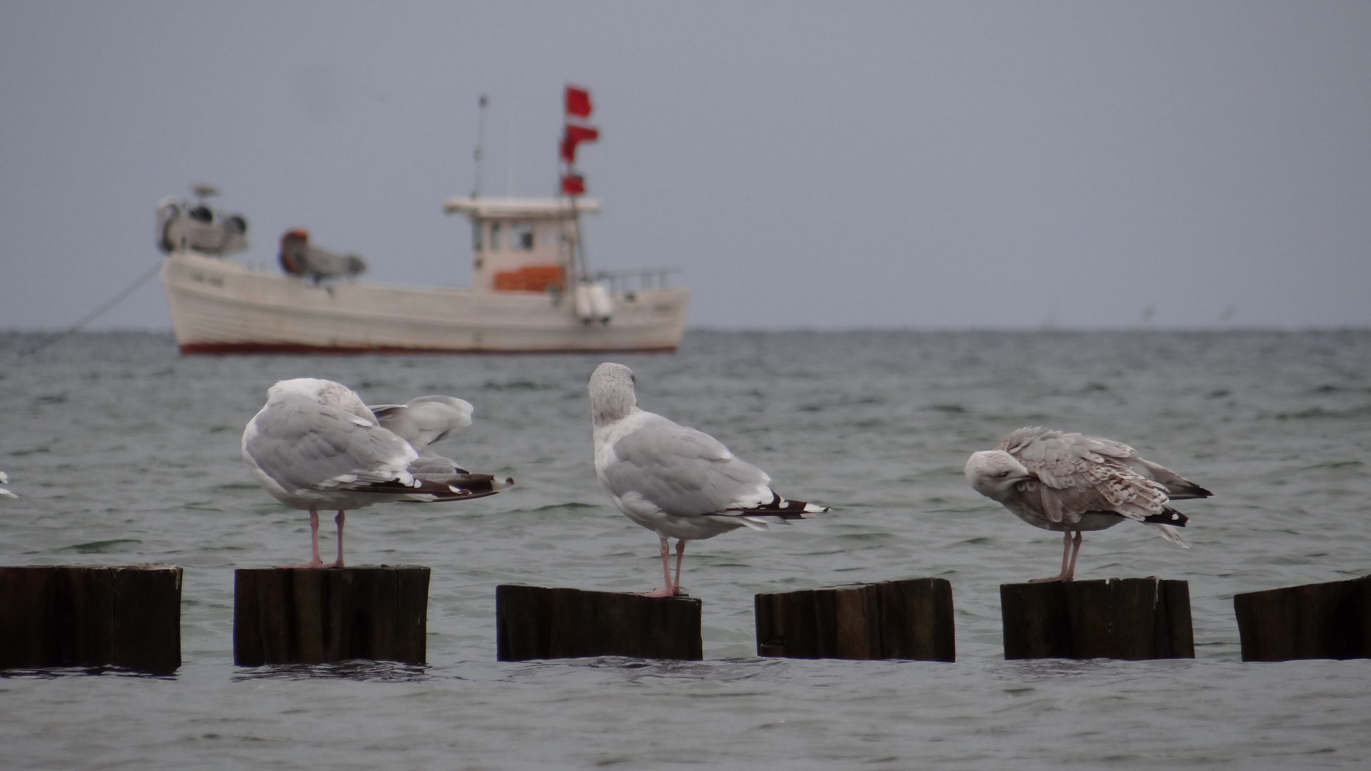 Möwen an der Ostseeküste