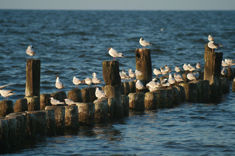 Möwen an der Seebrücke in Heringsdorf