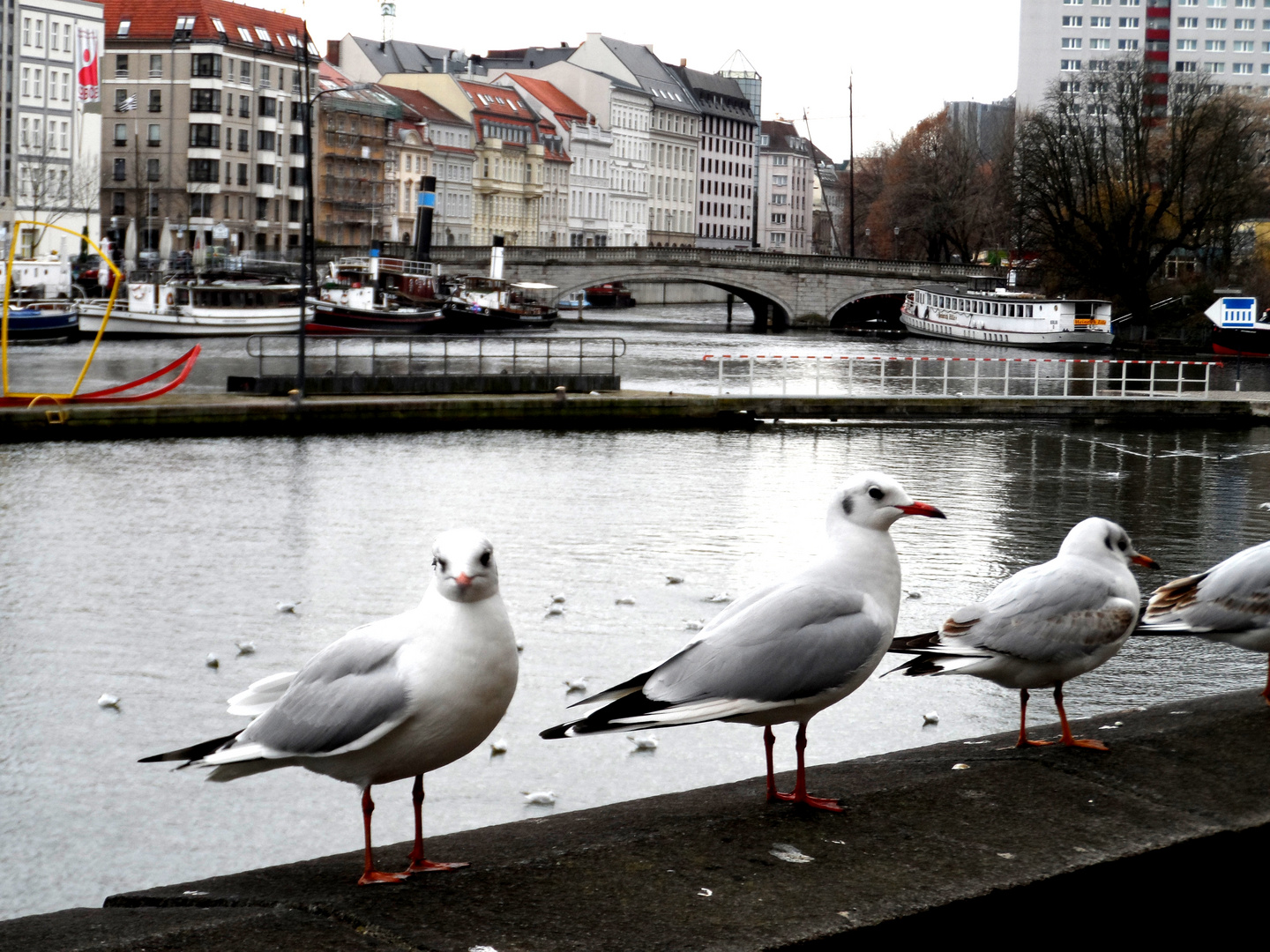 Möwen an der Spree