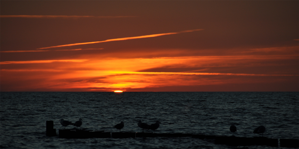 Möwen an Sonnenuntergang