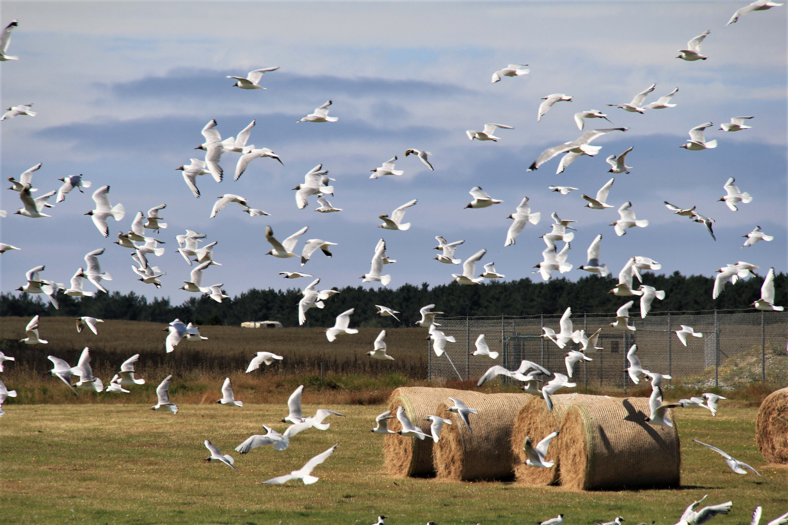 Möwen auf Amrum