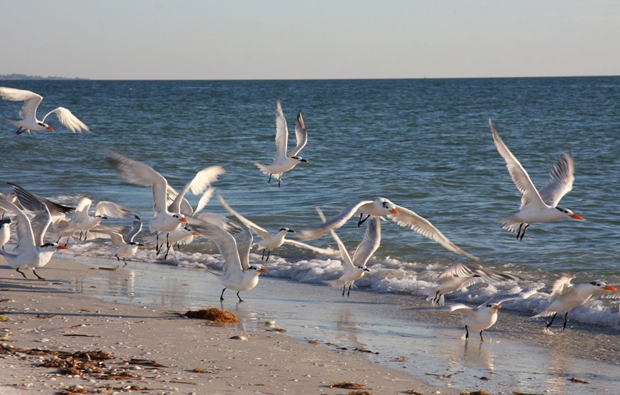 Möwen auf Anna Maria Island, Florida