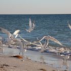 Möwen auf Anna Maria Island, Florida