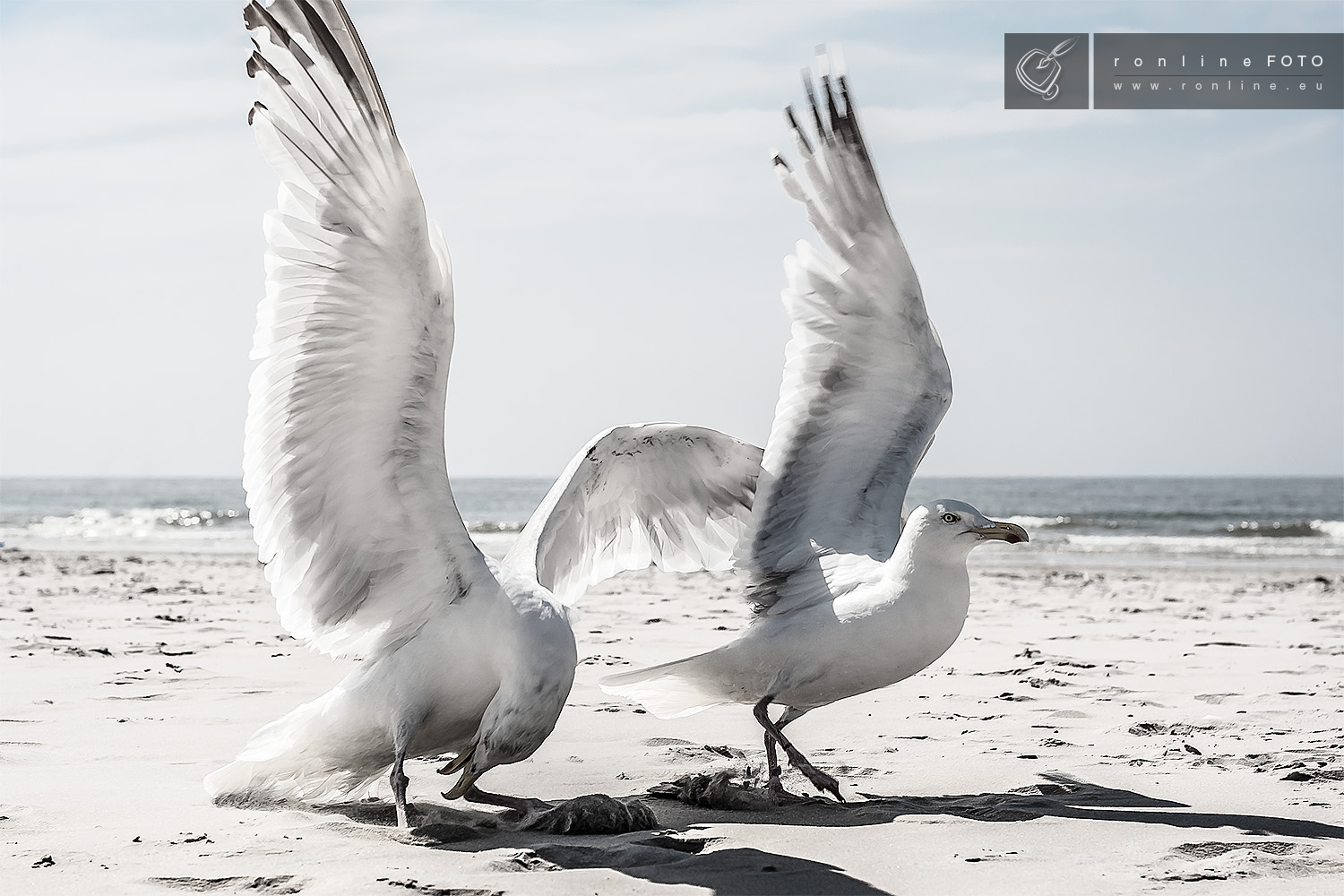 Möwen auf Borkum