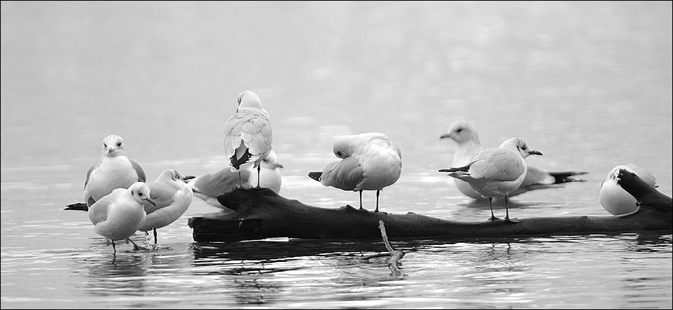 Möwen auf dem Bodensee