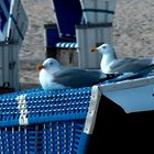 Möwen auf dem Strandkorb