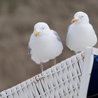 Möwen auf dem Strandkorb