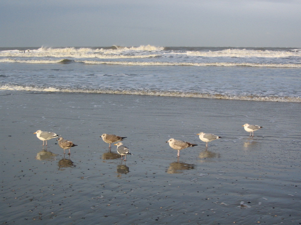 Möwen auf der Insel Norderney