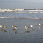 Möwen auf der Insel Norderney