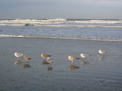 Möwen auf der Insel Norderney