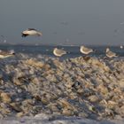 Möwen auf der Insel Norderney