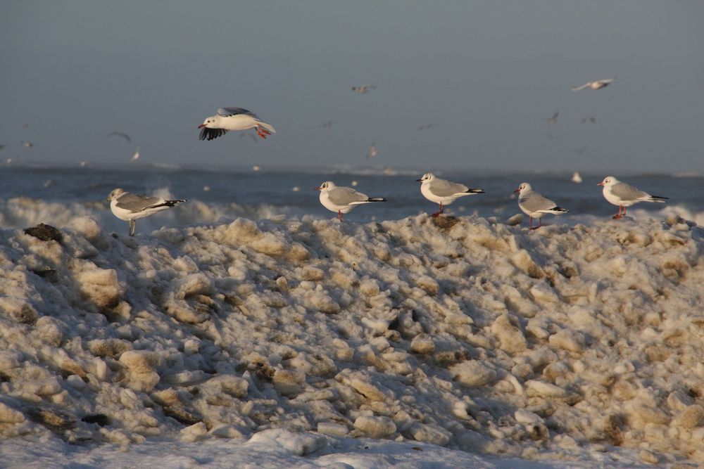 Möwen auf der Insel Norderney