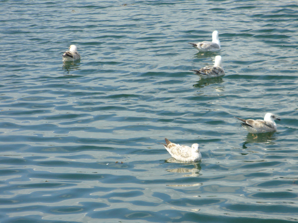 Möwen auf der Ostsee