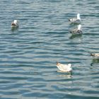 Möwen auf der Ostsee