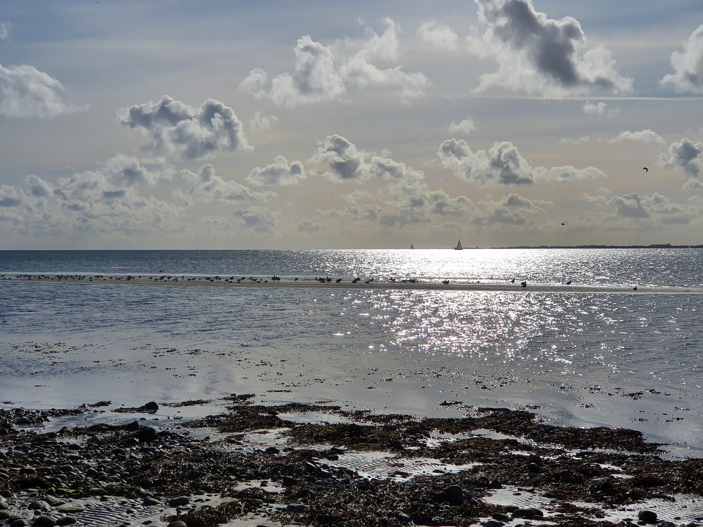 Möwen auf der Sandbank