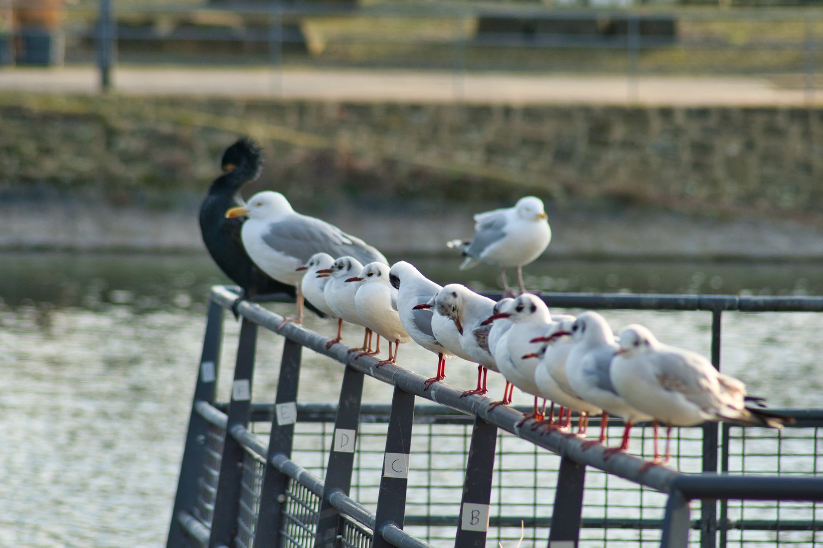 Möwen auf der Stange