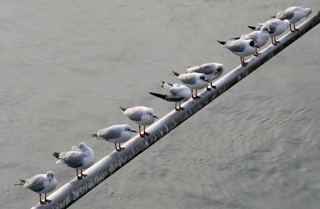 Möwen auf der Stange