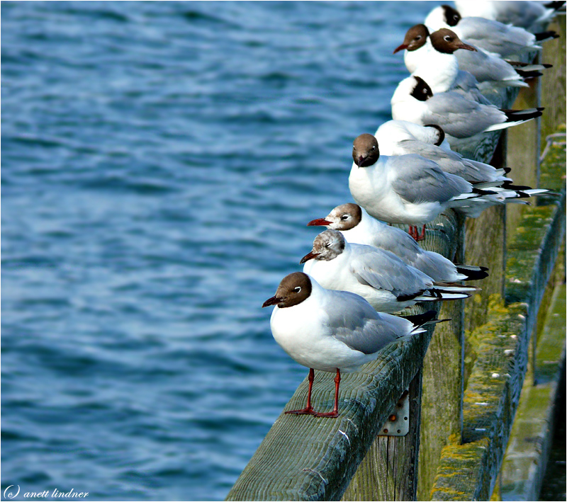 Möwen auf der Stange