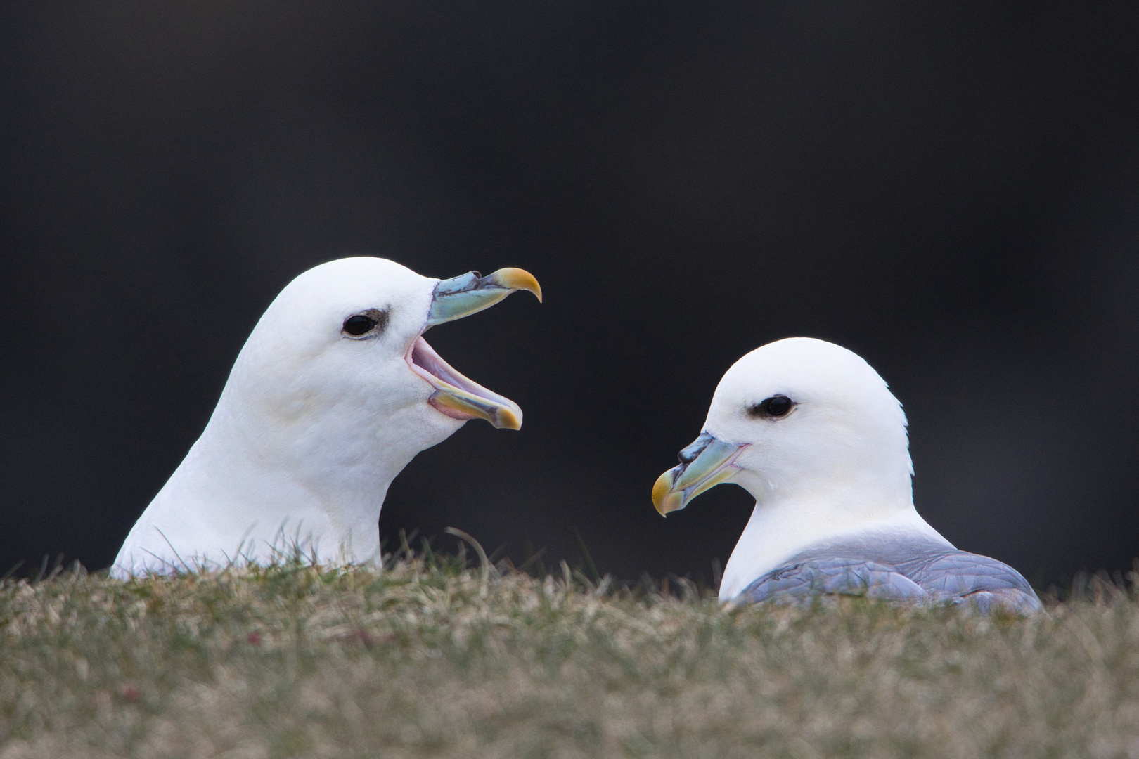 Möwen auf einer Klippe Schottland 