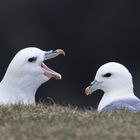 Möwen auf einer Klippe Schottland 