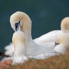 Möwen auf Helgoland