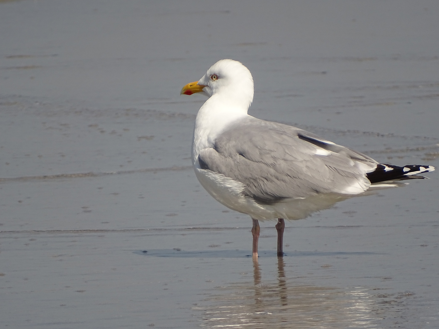 Möwen auf Helgoland-Düne 