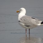 Möwen auf Helgoland-Düne 