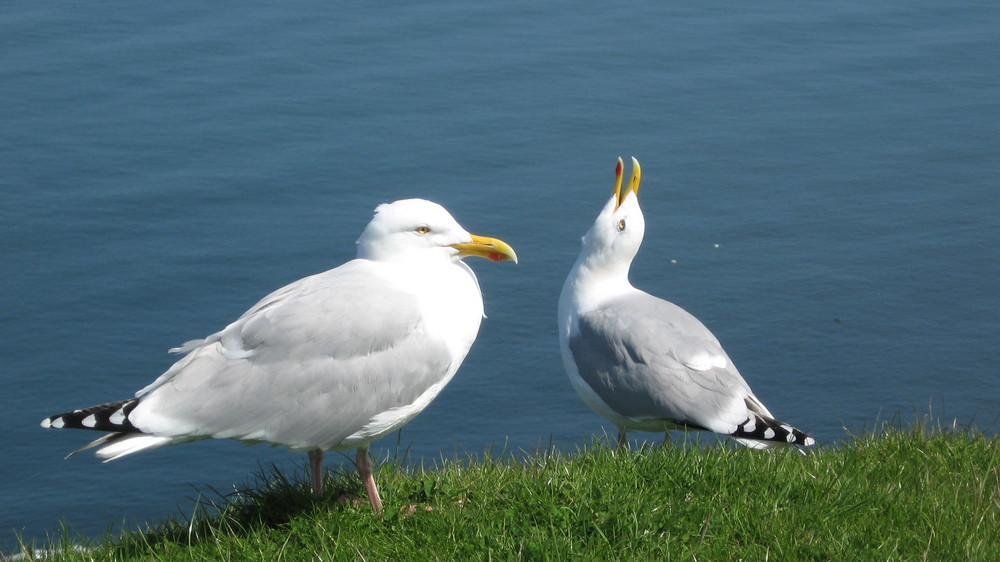 Möwen auf Helgoland