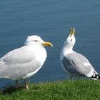 Möwen auf Helgoland