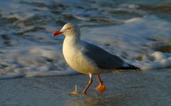 Möwen auf Sylt