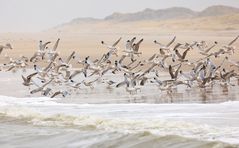 Möwen auf Sylt