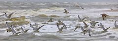 Möwen auf Sylt