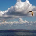 Möwen auf Sylt