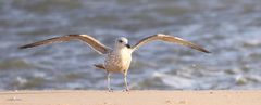 Möwen auf Sylt