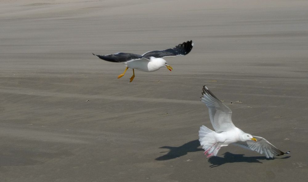 Möwen auf Texel von Viola co 