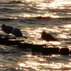 Möwen bei Glowe (Rügen) im Sonnenuntergang