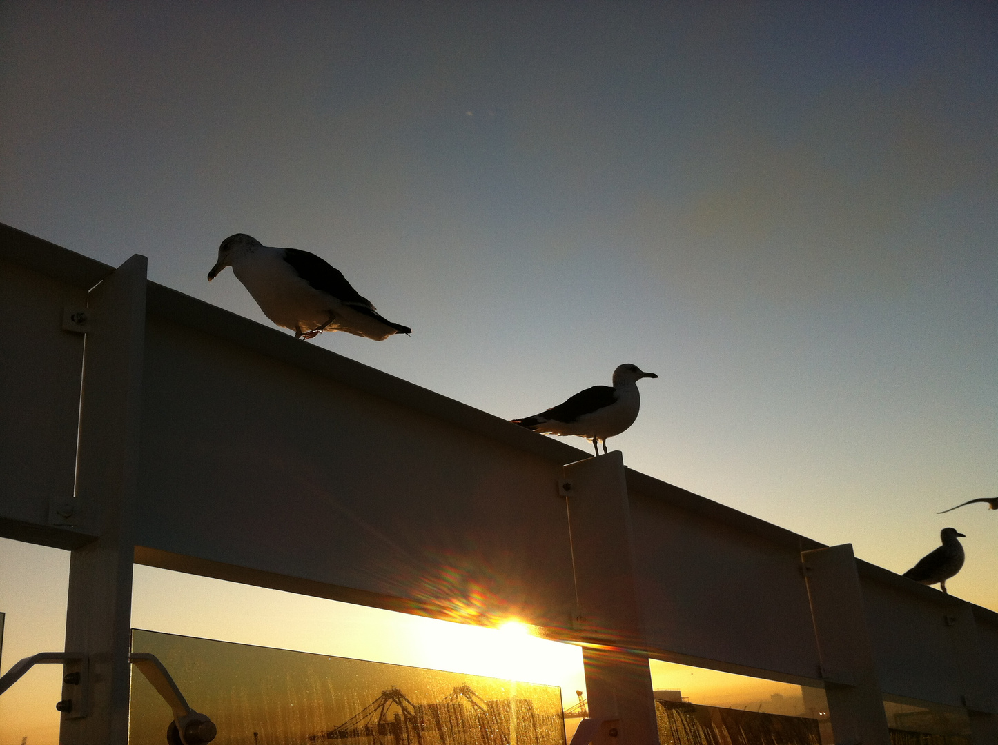 Möwen bei Sonnenaufgang