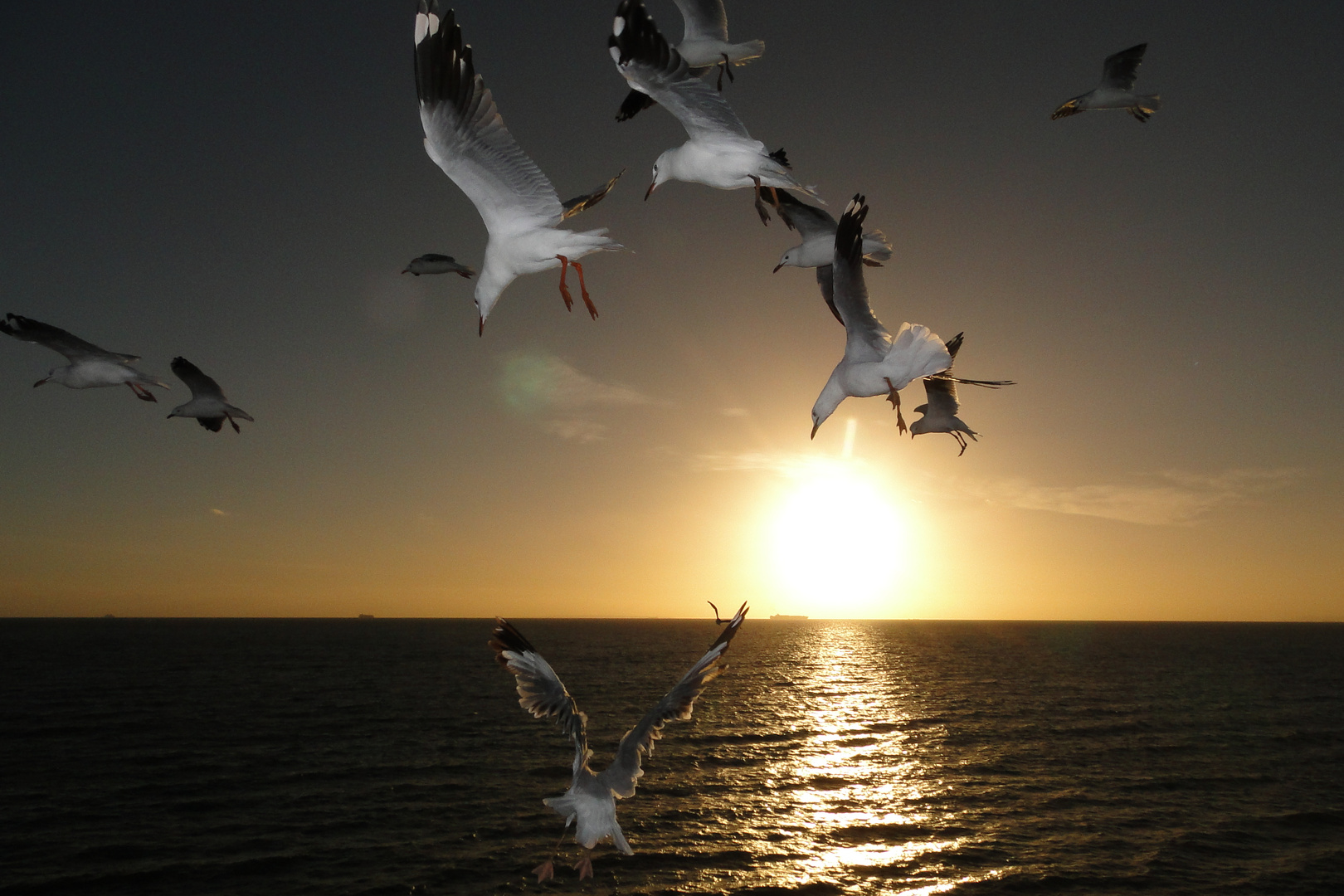 Möwen bei Sonnenuntergang in der Bucht von Melbourne Australien