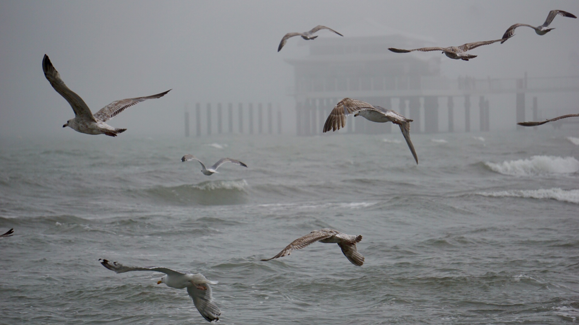 Möwen bei stürmischer Ostsee !