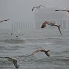 Möwen bei stürmischer Ostsee !