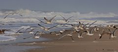  Möwen bei Sturm auf Sylt