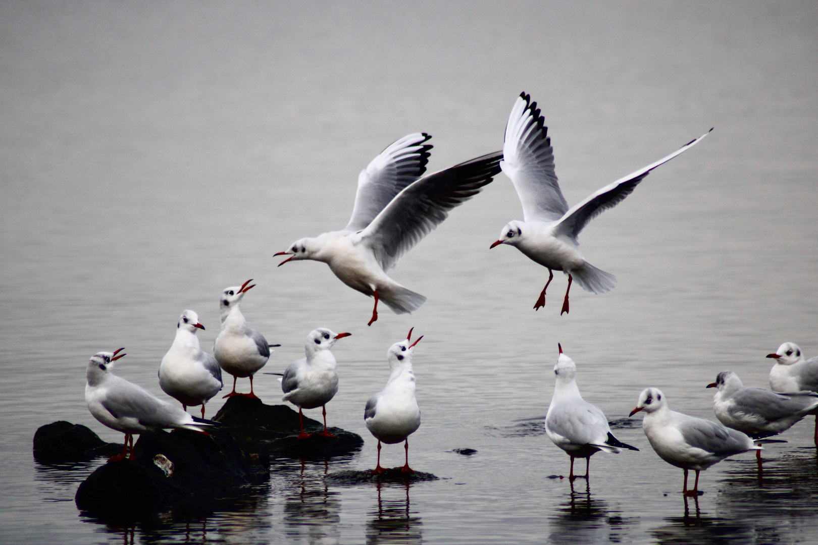 Möwen beim Anflug